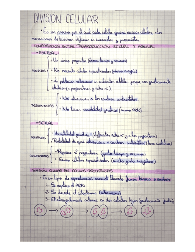 Citocinesis Concepto Y Apuntes Relacionados Wuolah