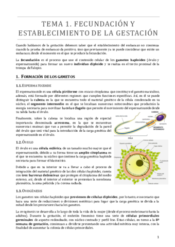 Miniatura del documento TEMA 1.pdf