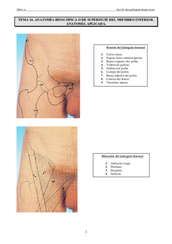 Miniatura del documento Tema 16.pdf