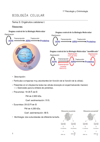 Miniatura del documento Biología celular - Tema 4 pdf.pdf
