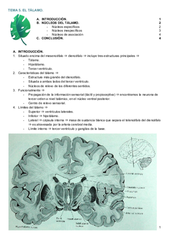 Miniatura del documento TEMA 5. EL TÁLAMO. .pdf