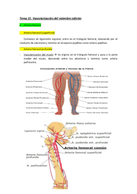 Miniatura del documento Tema 15. Vascularización del miembro inferior.pdf
