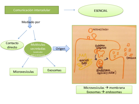 Miniatura del documento Presentación1.pdf