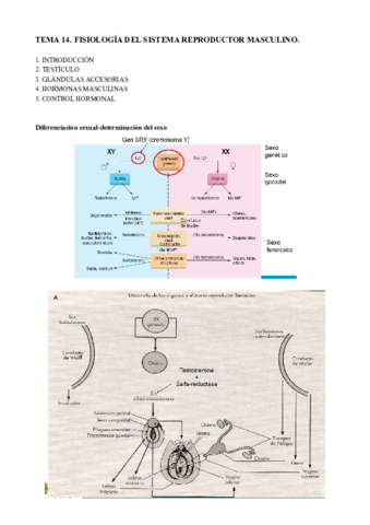 Miniatura del documento Tema 14. Sist Reproductor Masculino.pdf