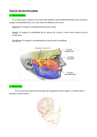 Miniatura del documento Tema 26. Nervios de la cara.pdf