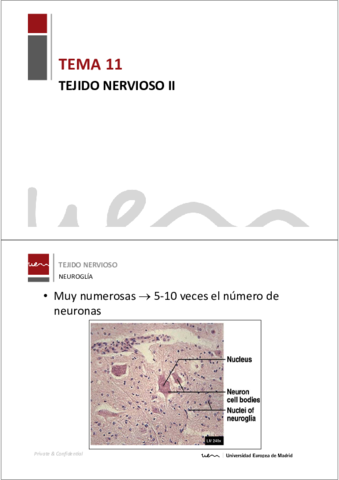 Miniatura del documento BT Tema 11. Tejido nervioso II.pdf