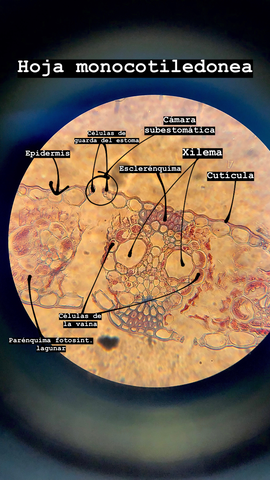 Miniatura del documento IMG2190.jpg