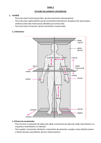 Miniatura del documento TEMA-2-locomotor.pdf