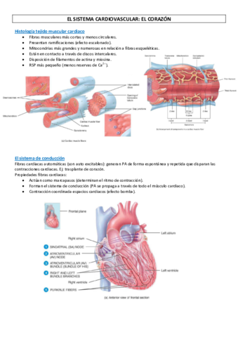 Miniatura del documento Fisiologia-5.pdf