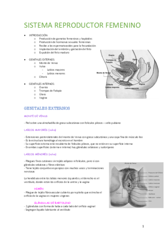 Miniatura del documento SISTEMA-REPRODUCTOR-FEMENINO.pdf