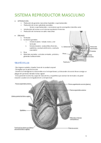Miniatura del documento SISTEMA-REPRODUCTOR-MASC.pdf