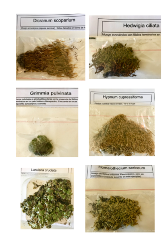 Miniatura del documento BRIOFITOS-2019.pdf