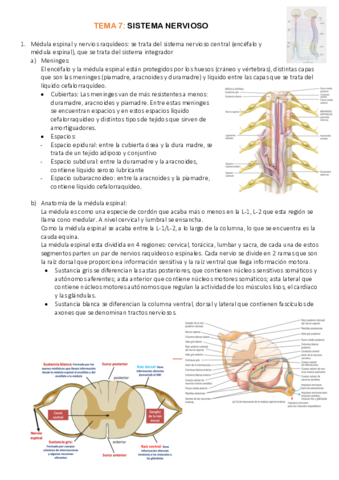 Miniatura del documento TEMA-7SISTEMA NERVIOSO.pdf