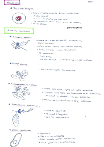 Miniatura del documento Grup 1 Magnòlides.pdf