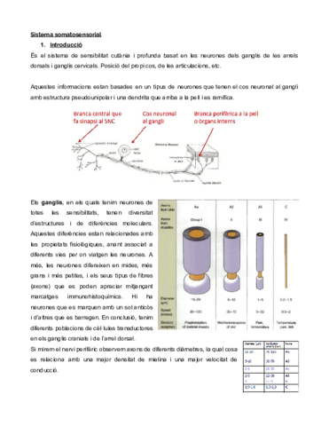 Miniatura del documento Sistema-somatosensorial-Documentos-de-Google.pdf