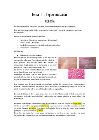Miniatura del documento Tema 11 tejido muscular PDF.pdf