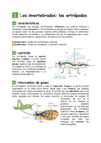 Miniatura del documento vertebrados-y-artropodos.pdf