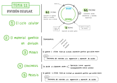 Miniatura del documento LA-DIVISION-CELULAR.pdf