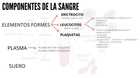 Miniatura del documento Componentes-de-la-sangre-pg8-11.pdf