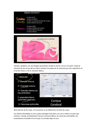 Miniatura del documento cerebro-y-cerebelo.pdf