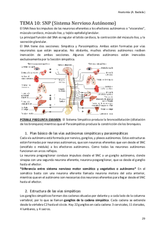 Miniatura del documento Sistema-Nervioso-Periferico.pdf