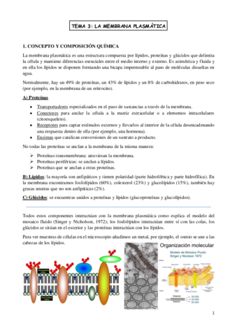 Miniatura del documento TEMA-3-biologia-celular-.pdf