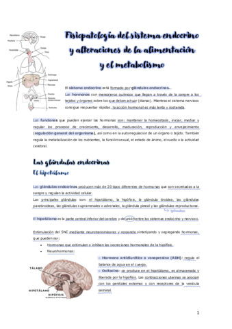 Miniatura del documento Fisiopatologia-del-sistema-endocrino-y-alteraciones-de-la-alimentacion.pdf