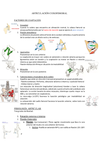 Miniatura del documento ARTICULACION-COXOFEMORAL.pdf