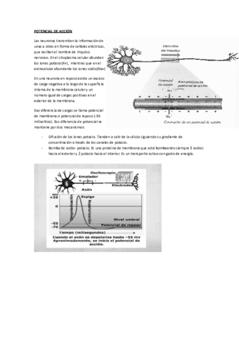 Miniatura del documento POTENCIAL-DE-ACCION-Y-SINAPSIS.pdf