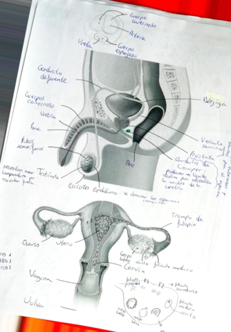 Miniatura del documento Reproduccion-en-animales-.pdf