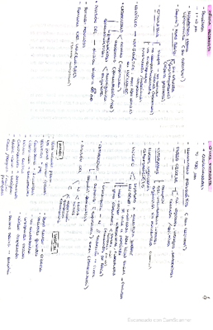 Miniatura del documento CARACT-CELULAS-PROCAR-EUCARIOT.pdf