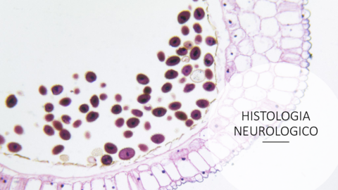 Miniatura del documento Histologia-Neuro.pdf
