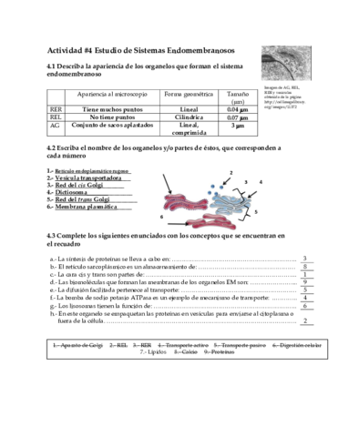 Miniatura del documento Act4-BioCel-MiguelMtz.pdf