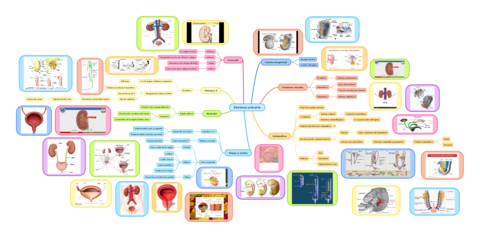 Miniatura del documento Sistema-urinario.pdf