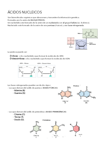 Miniatura del documento Acidos-nucleicos.pdf