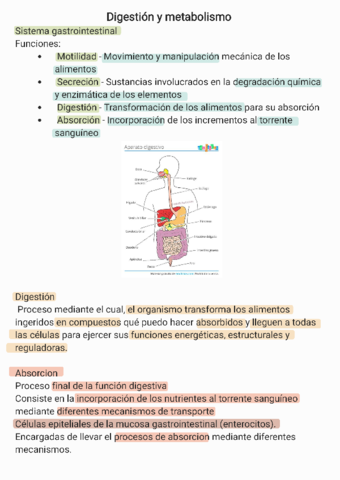 Miniatura del documento Digestion-y-metabolismo-.pdf