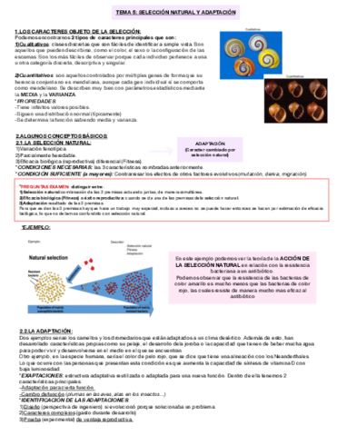 Miniatura del documento TEMA-5-SELECCION-NATURAL-Y-ADAPTACION-.pdf
