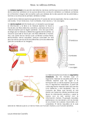 Miniatura del documento Tema 14. Médula espinal.pdf