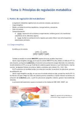 Miniatura del documento Tema 1 - Principios de regulación metabólica.pdf