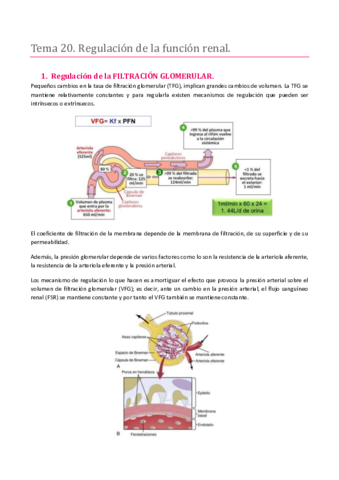 Miniatura del documento TEMA 20. SISTEMA RENAL. REGULACIÓN DE LA FUNCIÓN RENAL.pdf