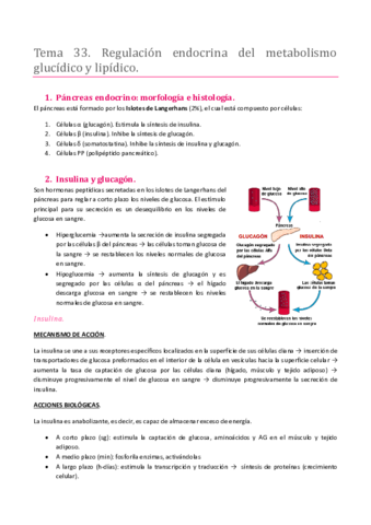 Miniatura del documento TEMA 33. SISTEMA ENDOCRINO. REGULACIÓN ENDOCRINA DEL METABOLISMO GLUCÍDICO Y LIPÍDICO.pdf