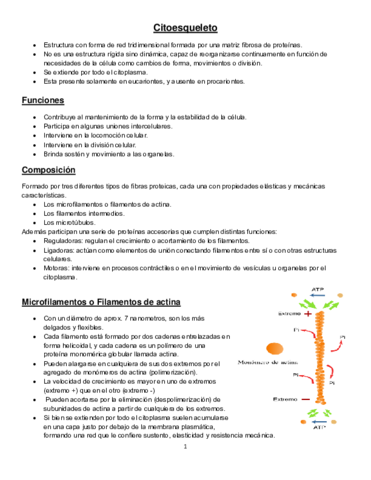 Miniatura del documento Citoesqueleto resumen.pdf