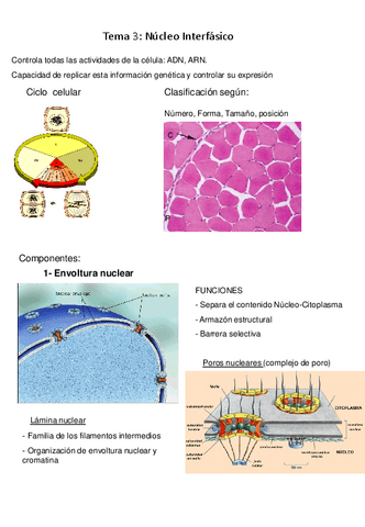Miniatura del documento Esquema-Tema-03.pdf