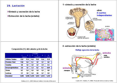 Miniatura del documento 29.-Lactacion-y-ordeno-mecanico.pdf