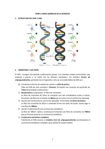 Miniatura del documento Biología Tema 4. Bases químicas de la herencia.pdf