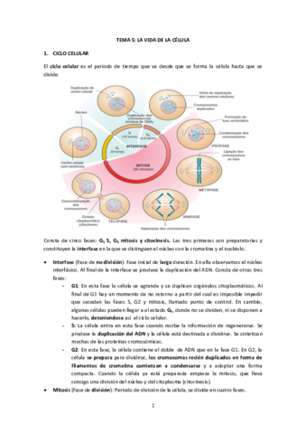 Miniatura del documento Biología Tema 5. Ciclo celular.pdf