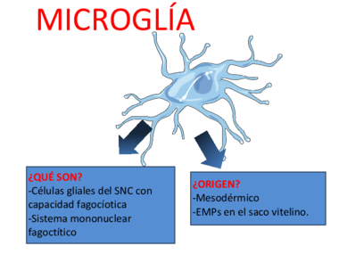 Miniatura del documento actividad 1 - Cél. Glial.pdf