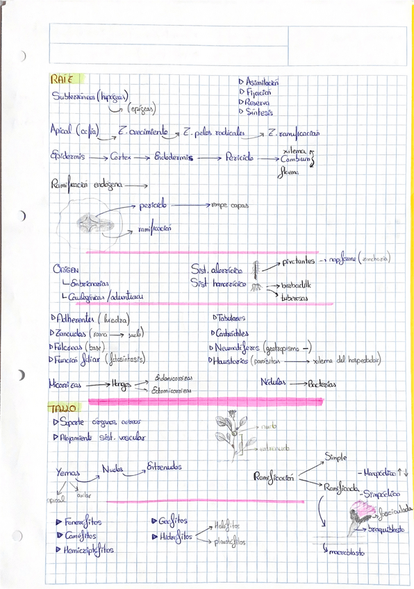 Miniatura del documento Esquema-morfologia-plantas.pdf