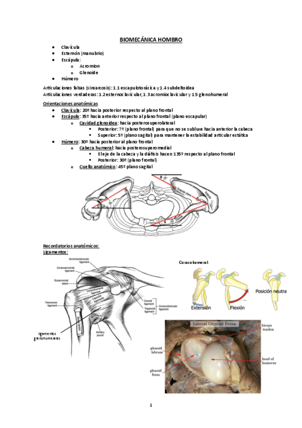 Miniatura del documento Biomecanica hombro.pdf