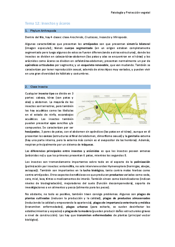 Miniatura del documento Tema-12-Insectos-y-acaros.pdf